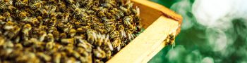 Perfectionnement en apiculture : conforter sa pratique