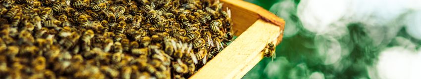 Perfectionnement en apiculture : conforter sa pratique